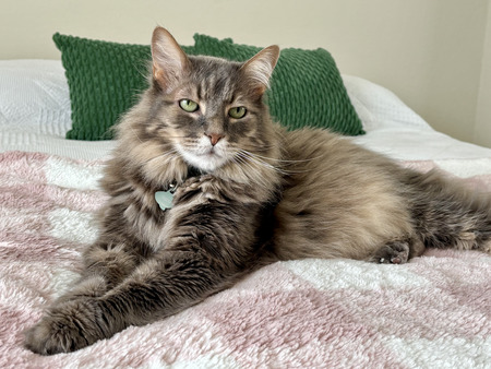 Entry image for Xixias. Clicking this image will show a larger photo