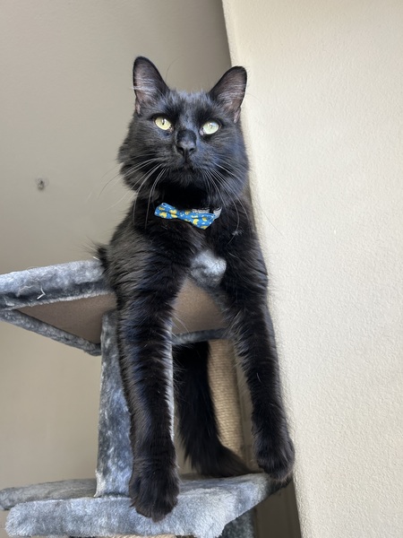 Entry image for Tiye. Clicking this image will show a larger photo