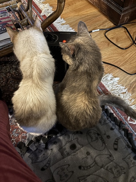 Entry image for Isabel, Smokee. Clicking this image will show a larger photo