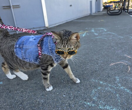 Entry image for Cookie. Clicking this image will show a larger photo