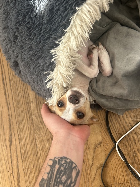 Entry image for Lady . Clicking this image will show a larger photo