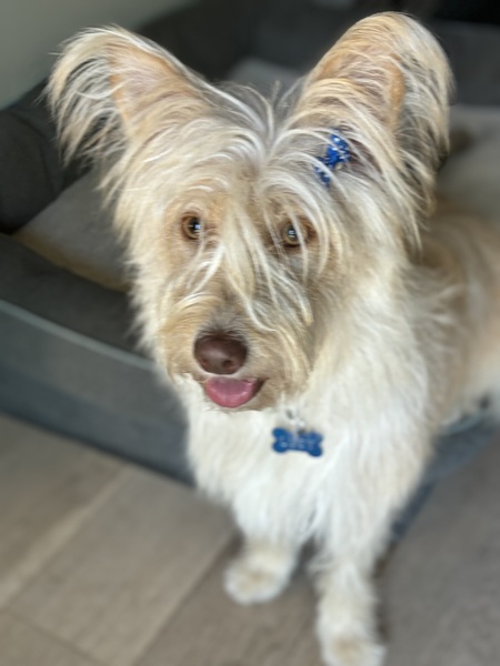 Entry image for Lucy. Clicking this image will show a larger photo