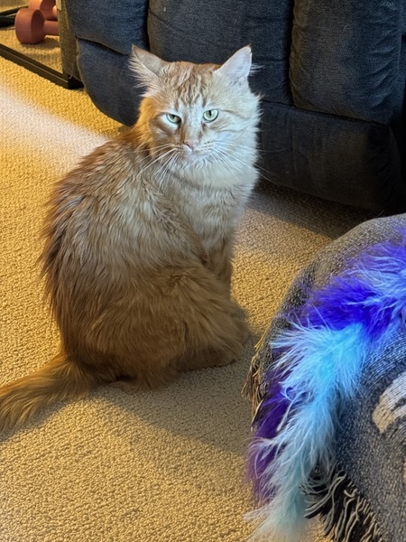 Entry image for Garfield. Clicking this image will show a larger photo