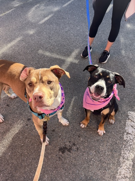 Entry image for Brody & Luna. Clicking this image will show a larger photo