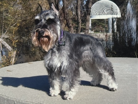 Entry image for Roscoe . Clicking this image will show a larger photo