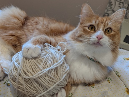 Entry image for Theodore . Clicking this image will show a larger photo