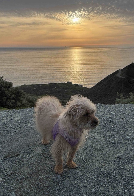 Entry image for Ruby. Clicking this image will show a larger photo