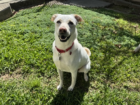 Entry image for Millie. Clicking this image will show a larger photo