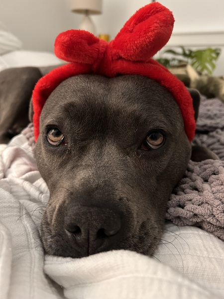 Entry image for TOPAZ! 💎 . Clicking this image will show a larger photo