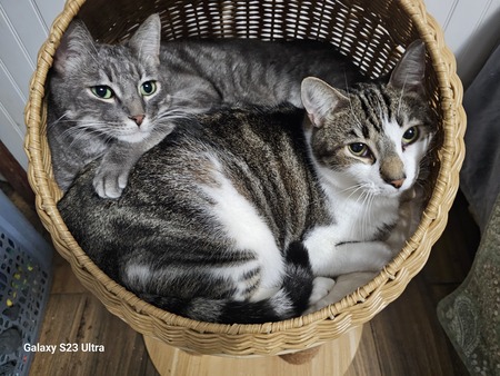 Entry image for Blue and Baxter. Clicking this image will show a larger photo