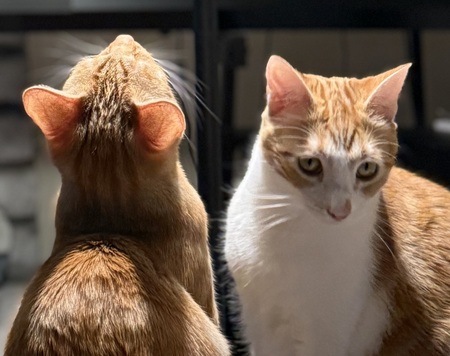 Entry image for Loverboy and Luna. Clicking this image will show a larger photo