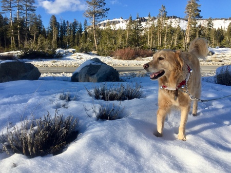 Entry image for Finny. Clicking this image will show a larger photo