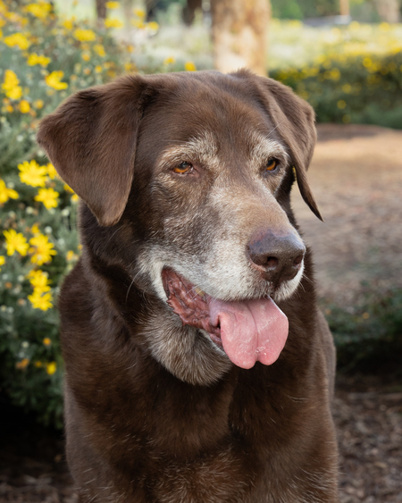 Entry image for Buster. Clicking this image will show a larger photo