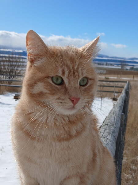 Entry image for Simba. Clicking this image will show a larger photo