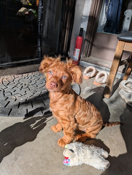 Entry image for clementine . Clicking this image will show a larger photo