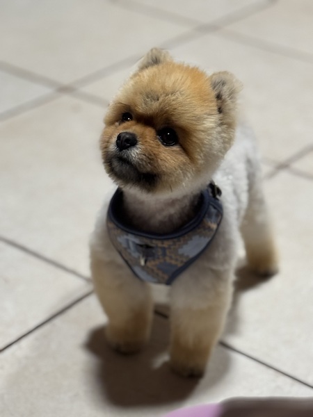 Entry image for Osito . Clicking this image will show a larger photo