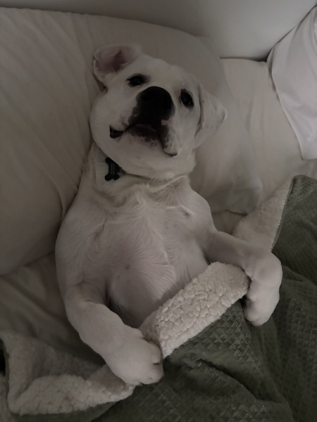 Entry image for Dewie. Clicking this image will show a larger photo