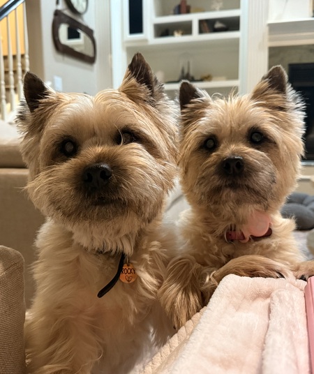 Entry image for Rocky and Josey. Clicking this image will show a larger photo