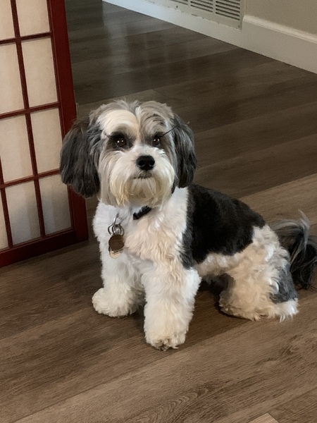 Entry image for Pepper. Clicking this image will show a larger photo