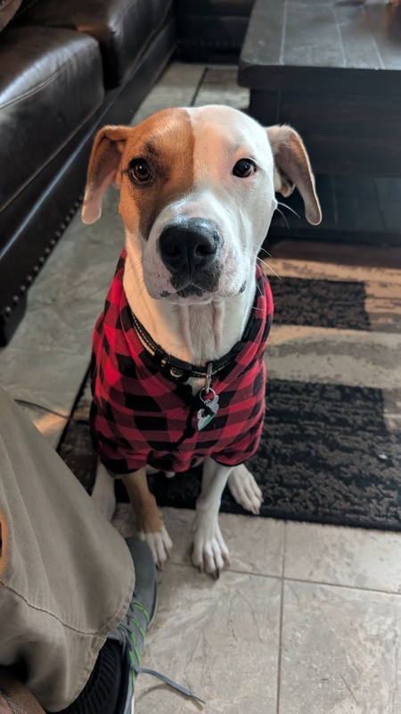 Entry image for Rocky. Clicking this image will show a larger photo