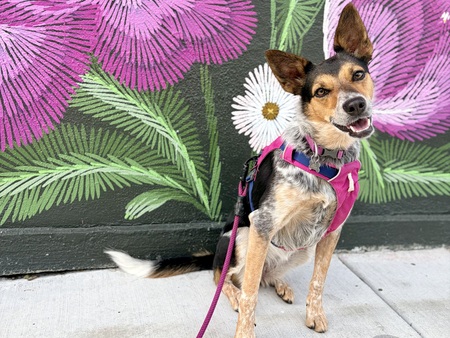 Entry image for Roxy. Clicking this image will show a larger photo