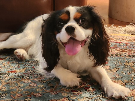 Entry image for (King) Arthur. Clicking this image will show a larger photo