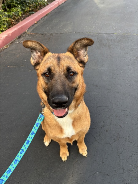 Entry image for Koda. Clicking this image will show a larger photo