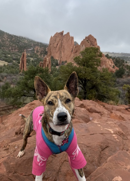 Entry image for Daphne . Clicking this image will show a larger photo