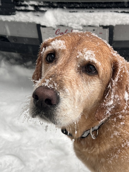 Entry image for Macy. Clicking this image will show a larger photo