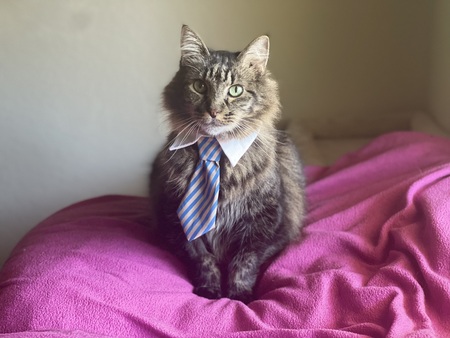 Entry image for Sammy So Soft. Clicking this image will show a larger photo