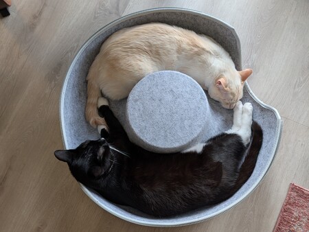 Entry image for Benito and Lorenzo. Clicking this image will show a larger photo