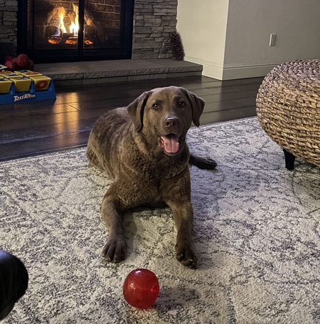 Entry image for Oso. Clicking this image will show a larger photo