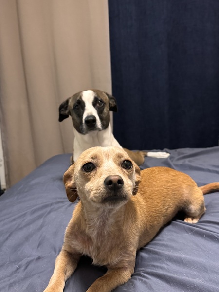 Entry image for Sabrina & Confetti. Clicking this image will show a larger photo