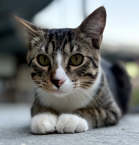 Entry image for Milo. Clicking this image will show a larger photo