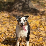 Entry image for Sandler