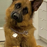 Entry image for Chief