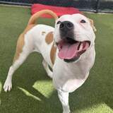 Entry image for Athena