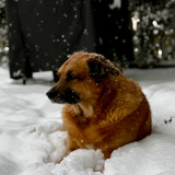 Entry image for Koda