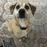 Entry image for Marley DaMarMar Dewyer