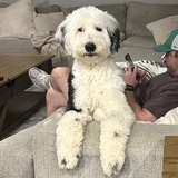 Entry image for Stuart 