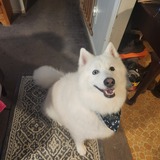 Entry image for Rocky