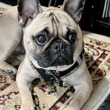 Entry image for Lord Vader