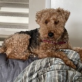 Entry image for Moose