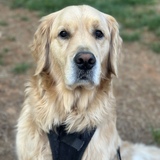 Entry image for Bogey