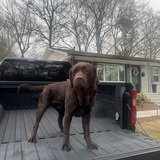 Entry image for Archie 