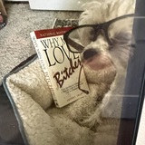 Entry image for Willow 