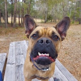 Entry image for Frankie