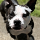 Entry image for Midgee