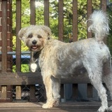 Entry image for Bear