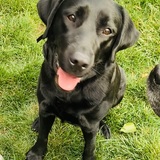 Entry image for Jolly Rancher